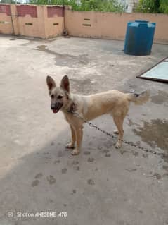 friendly dog