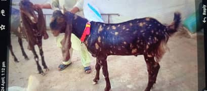 Ready for Qurbani 2025
