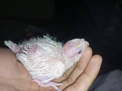 Eno red eyes cocktail