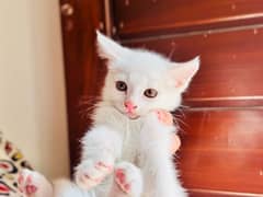 male white Persian kitten