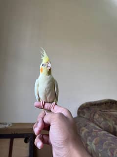 hand tame cocktails