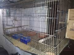 bird