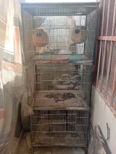 birds cage