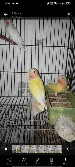lovebird