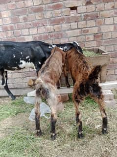 Desi Dood wali Bakri with 2 Female kids