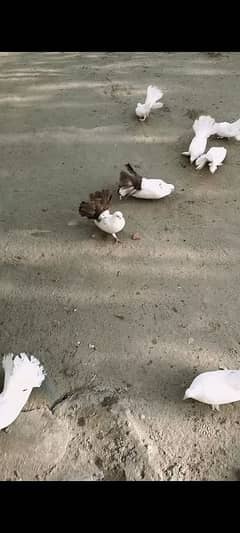 for