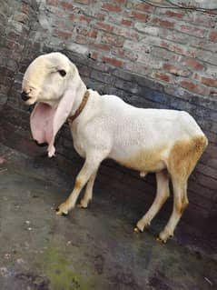 Kajla Chatra