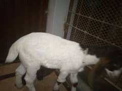 Desi bakra