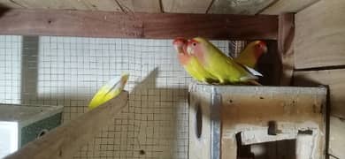 Latino breader pair