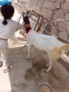khasi bakra (2) dant