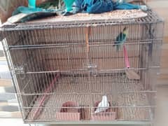 parrot birds 1 albino red eyes female cremino cage k size pic ma Dak