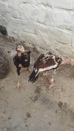 Aseel breed
