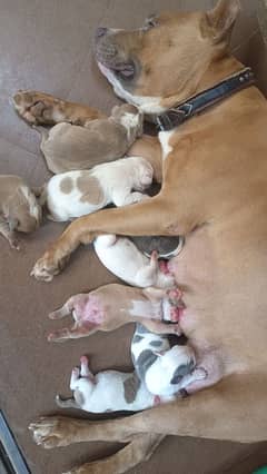 Pitbull