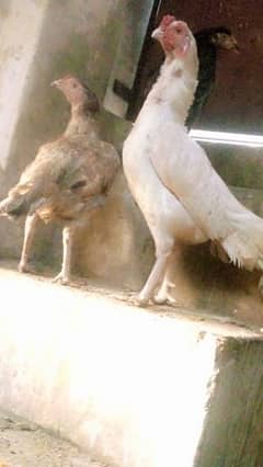 Heera Aseel