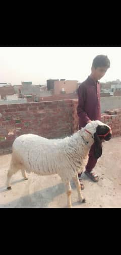 8 Month age male phone number 03036535249 2025 eidulahza