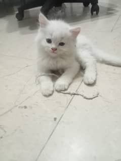 Persian