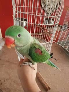 full cover chick