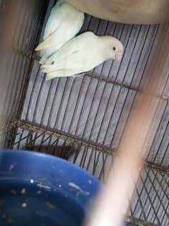 albino red eye