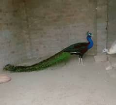 black shoulder breeder male peacock for sale healthy and active age 3+