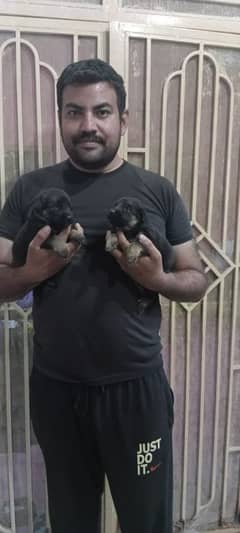 German shepherd puppies fir sale