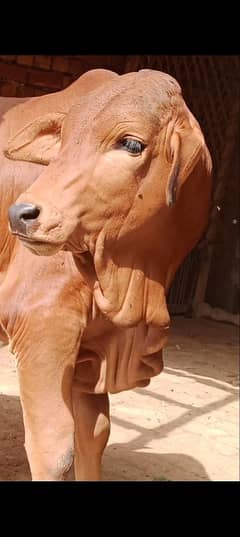 Brahman bashra