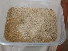 meal Worms