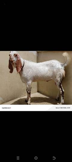 ghr ka bakra