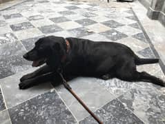 dog far sal