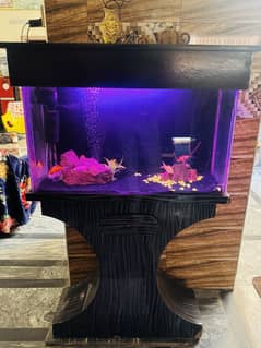 Fish Aquarium Neat and clean