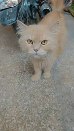 Persian female cat for sale