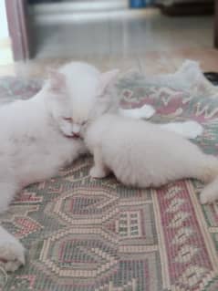 white kitten for sale