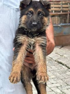 German shepherd puppies long coat my WhatsApp number 03001868066