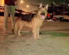 German shepherd Male