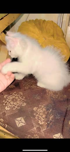 Male persian cat