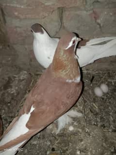 3 sherazi  breeder pairs healthy and active and chicks 03241072723