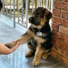 German shepherd puppies long coat my WhatsApp number 03001868066