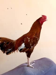 2no