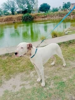 lapa