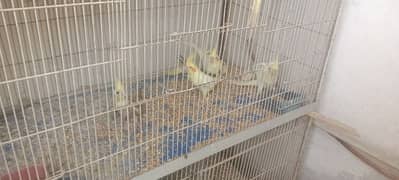 creem pathy 3 manth