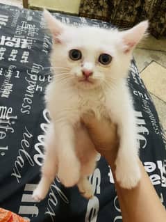 Persian male 50 days