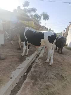 for qurbani 25