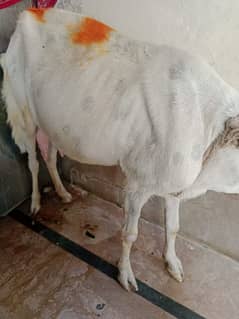 white bakri for sale 03147104960