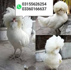Silkie white chicks available