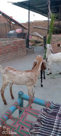makhi chini baby. bakri K bachy