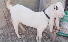 Gulabi Bakra