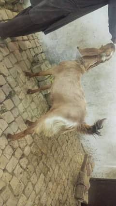 Bakra for sell