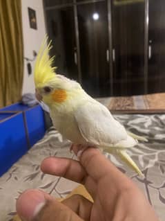 Ma Sha Allah Hand Tame cocktail Pair