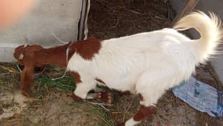 Goats for sale