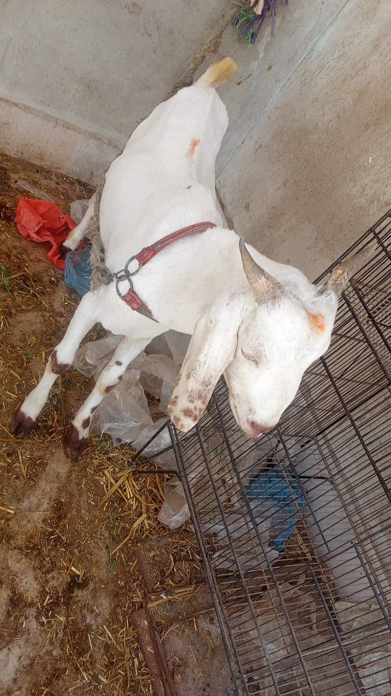 Goats for sale 1