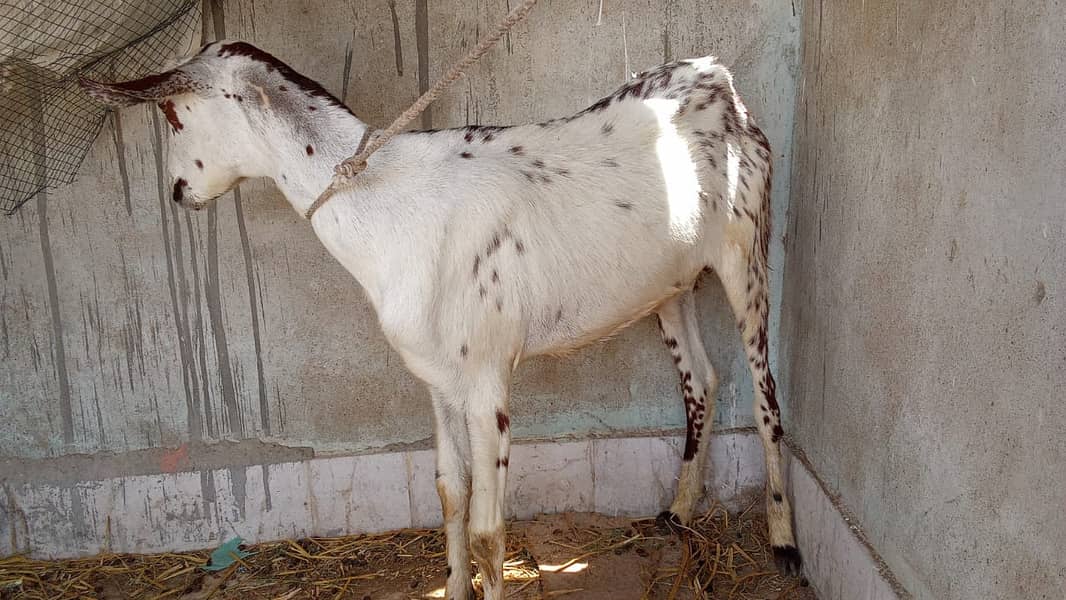 Goats for sale 3